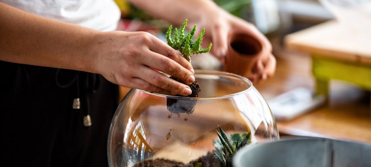 idées plantes terrarium maison