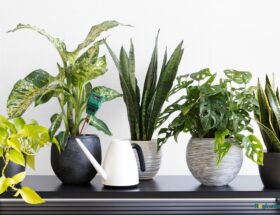 plantes intérieur faciles entretien